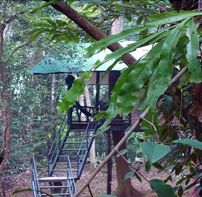 Khaosok Treehouse Resort