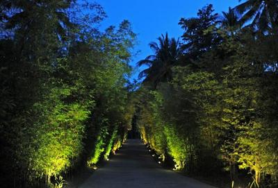 The Jungle Club