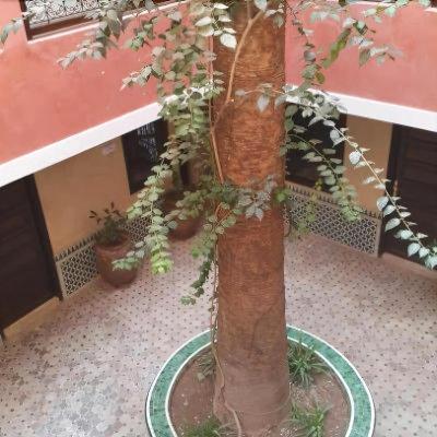 Djemaa El Fna Hotel Cecil