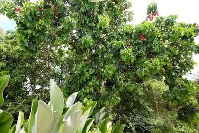 Saneha Resort