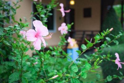 Siray Green Resort