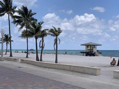 Hollywood Beach Seagull