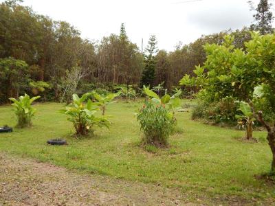 Fern Forest Getaway