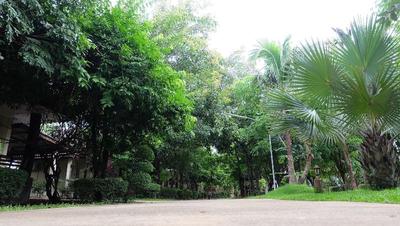 Big Tree Resort
