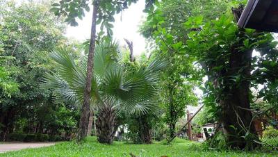 Big Tree Resort