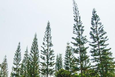 The Natural Garden - Khao Soi Dao -