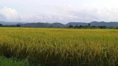 Baan Saun Homestay By Lamyai Khunmae
