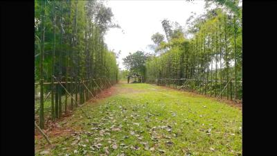 Bamboo Grove Chiang Mai