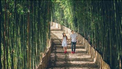Bamboo Grove Chiang Mai