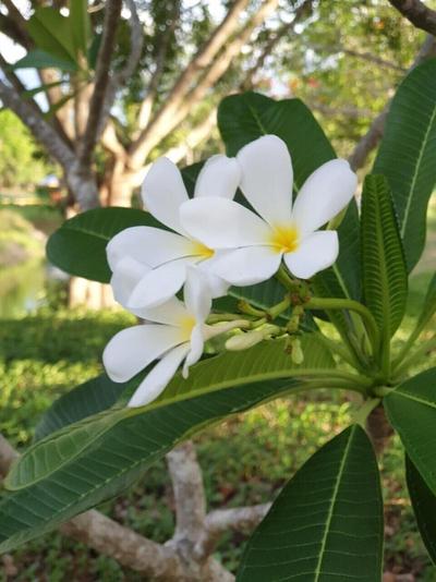 Suan Phueng Pa Wai Resort