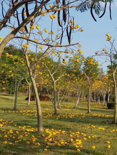 Suan Phueng Pa Wai Resort