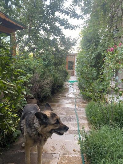 Kemal's Guest House