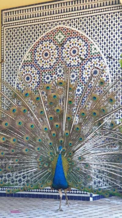 Riad Tanjil