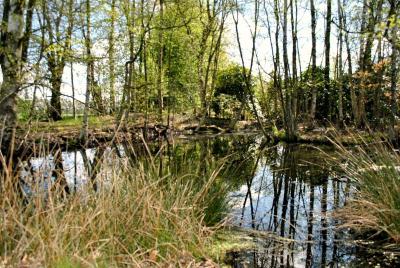 Buntes Moor