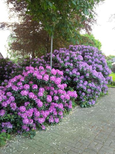 Buntes Moor