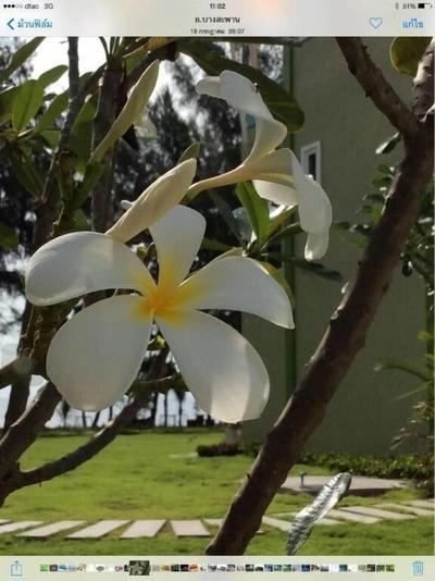 Greenseaview Resort