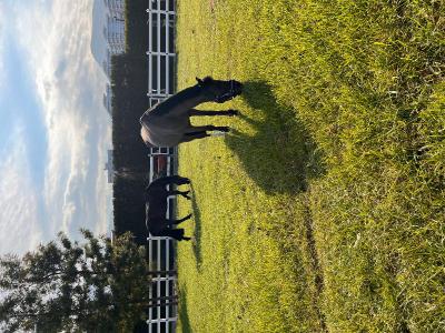 B.Equine Range Hotel