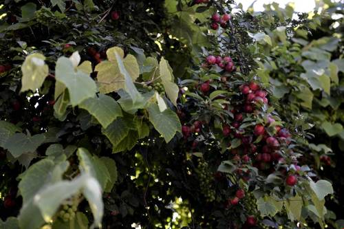 Büyükada Prenses Koyu