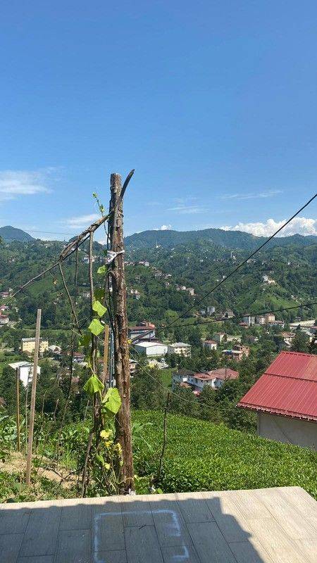 Kokulu kaya