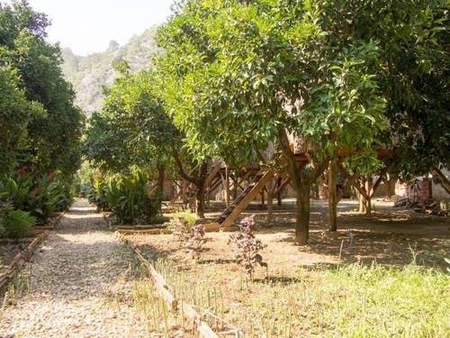 Saban Tree Houses