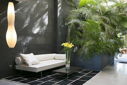 Areca
