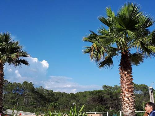 Les Parasols d'Argens