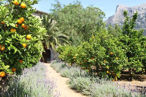 Hotel Finca Ca's Curial
