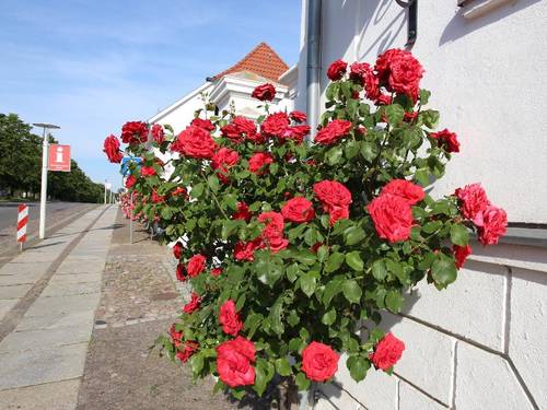 Parkhotel Putbus